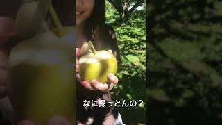 梨狩り in フルーツガーデン北沢 #shorts