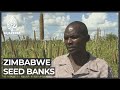 Zimbabwe farming: Seed banks set up to prepare for drought