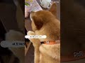 2歳の朝ごはんを狙うおじ犬🐕 2歳 2歳児 柴犬 柴犬のいる暮らし チワワ 多頭飼い 朝ごはん