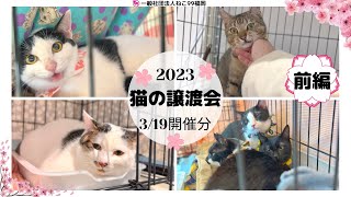 猫の譲渡会【2023年3月19日】前編15匹😸 P2会場から🍀ねこ99福岡の里親募集