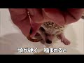 ⚠️虫　かわいいハリネズミ　ペンちゃん大好物のジャイアントミルワームを食べる