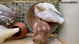 Video shot from above of this pair of Pigeons, they have two young, one White and one Meulemans