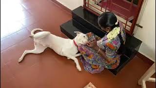 Rambo - Rajapalayam dog - The way he shows his affection