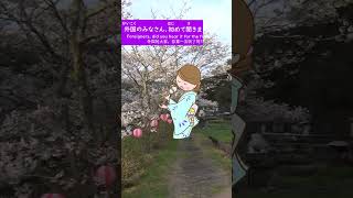 日本の桜🌸④（高知県 須崎市）　The cherry blossoms in Japan🌸④（Kochi-pref. Susaki-city）　日本的樱花🌸④（高知县 须崎市）　#shorts