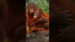 The reaction of young orangutans to toy snakes 😊