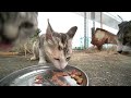 kittens desperately eating food