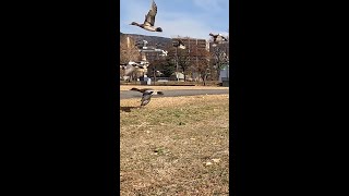 一斉に飛び立つ鴨 / ducks flying together #shorts