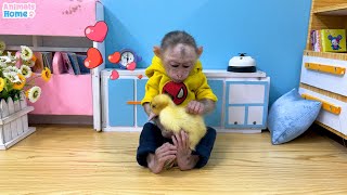 Nanny Obi helps dad take care of the duckling