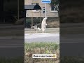 #funny video