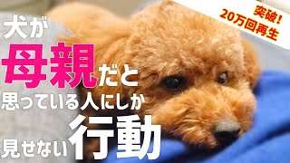 【飼い主必見】犬が飼い主を母親だと思っている時にしか見せない行動【トイプードル】