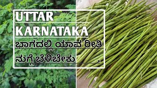 ನುಗ್ಗೆಕಾಯಿ ಬೆಳೆಯ ಯಾವ ತಳಿ ನಿಮ್ಮ ಹೊಲಕ್ಕೆ ಸೂಕ್ತ | ನುಗ್ಗೆ ತಳಿಗಳ ಸಂಪೂರ್ಣ ಮಾಹಿತಿ