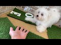 犬の家イオン浜松西店　【犬種】　【no.生体番号 】