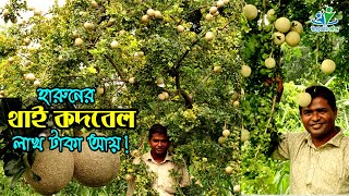 থাই কদবেল চাষ করে লাখ টাকা আয় হারুনের | উদ্যোক্তার খোঁজে