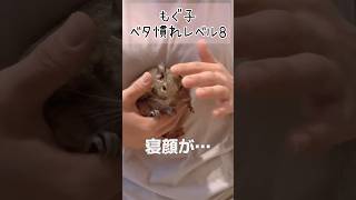 【デグー】9日間連続企画！多頭飼いって実際どうなの？もぐ家のベタ慣れ度を検証！#デグー#ベタ慣れ#多頭飼い