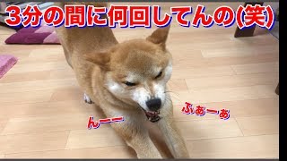 柴犬ハナ 朝は１歩動くたびに伸びぃ！そして甘えん坊っぽり発揮　〜犬と猫のいつもの朝〜 【かわいい】 -- Shiba wakes up! --