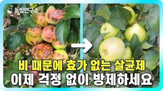 🍎 비만 오면 사라지는 살균제 이제는 걱정 끝! ㅣ 살균제를 잡아주는 고착제ㅣ케어스, 안트라콜