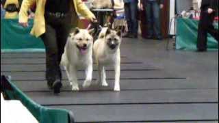 Rakvere dog show 17.10.2009 American Akita