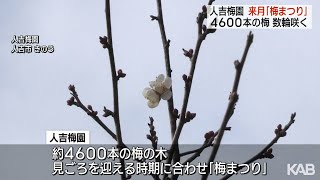 梅の花咲き始める「梅まつり」6年ぶり2月に開催へ　人吉梅園