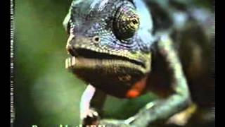 Banned Commercials - Budweiser - Frogs \u0026 Lizards - You're one Sick Liz