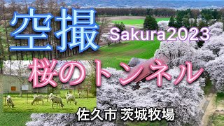 【地元の人しか知らない桜の名所】長野県佐久市新子田 茨城牧場長野支場　地元の人々に長年親しまれている佐久市の桜の名所の一つです　軽井沢ホーネッツ