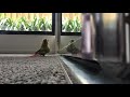 funny pineapple green cheek conure strutting