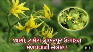 લા જવાબ ટામેટા🍅 નિ ખેતી માહિતી માટે ચેનલ જોઈન કરો#બનાસ પુત્ર ખેડુત#new video 2024