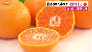 西浦みかん寿太郎の出荷始まる　糖度の高さや酸味と甘みのバランス濃厚な風味が自慢