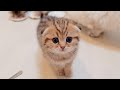 The kitten that always comes to thank its owner when it's full is so cute!