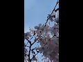 荒子川公園の桜🌸