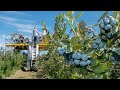 Blueberry cultivation || Blueberry Farm and Harvest || Awesome Fruit Agriculture Technology  ||