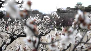 大阪城公園で早咲きのウメ見頃