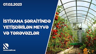 İstixana şəraitində yetişdirilən meyvə və tərəvəzlər - REALDA QİDA