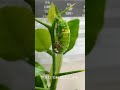 동동짱 애벌레 번데기 변태 india caterpillars to pupa