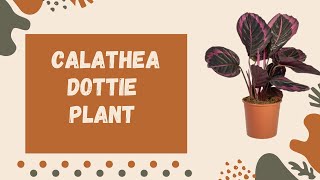 Calathea Dottie Plant