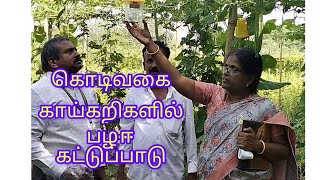 Vegetables fruit fly control கொடிவகை காய்கறிகளில் பழ ஈ கட்டுப்பாடு தோட்டக்கலை ர. குமரவேல்