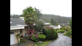 Tall Palm tree \u0026 Hydrangea on Salt Spring Island