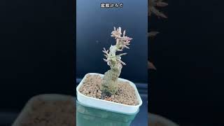 枝やり直すことにしました #short #shorts #盆栽 #bonsai