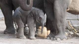 ヨタヨタする生後１日の赤ちゃんゾウ　1day old Baby  Elephant 2017 0226