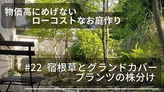 【#22  宿根草・グランドカバープランツの株分け】一年草の種取り｜5月上旬の庭仕事｜ローコスト｜ローメンテナンスな庭作り｜田舎暮らし｜シェードガーデン