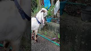 ഹൈദരാബാദി ബീറ്റൽ |goat|                   #beetalgoatfarming #hyderabadi #goat #goatfarming #kerala