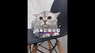 虽然有点凶，但是不影响可爱丫#奶凶奶凶的猫咪 #萌宠出道计划