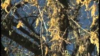 The Last Stand - Dutch Elm Disease