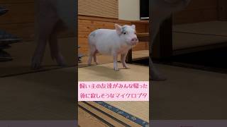 飼い主の友達がみんな帰った後に寂しそうなマイクロブタ #マイクロブタ #micropig #ミニブタ #minipig #豚 #pig #piggy #piglet #cutepig #cutepet