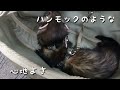 lip1013　ちょこっとおでかけプチショルダー【フェレット】