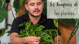 Tour por mi colección de plantas 😱Por esta razón es bueno tener plantas...