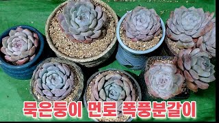 🌵묵은둥이 다육이 먼로 7개💕 폭풍분갈이 해주었어요