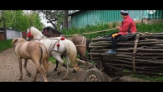 КОНІ В РОБОТІ/ЗАПРЯГЛИ БУЛАНА ДО ПАРИ/КОНІ В УКРАЇНІ.