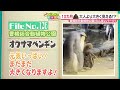 穏やかで紳士的なオウサマペンギンの“恋愛事情”　豊橋総合動植物公園【どうぶつzoo鑑】2022年10月21日放送