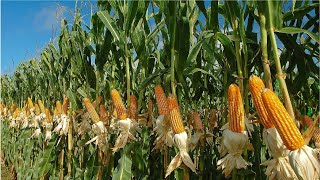 Amazing Agriculture Farm Tecnology - Life cycle of sweet corn Harvest and Processing