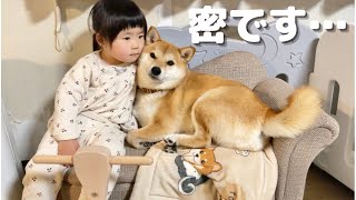 柴犬さん専用のソファが娘のおかげで密になっている